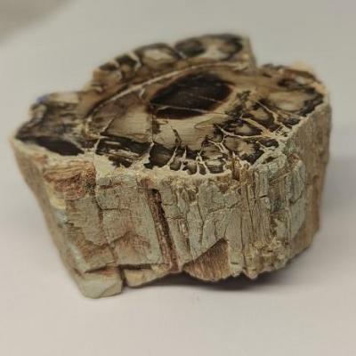 Morceau bois fossilise